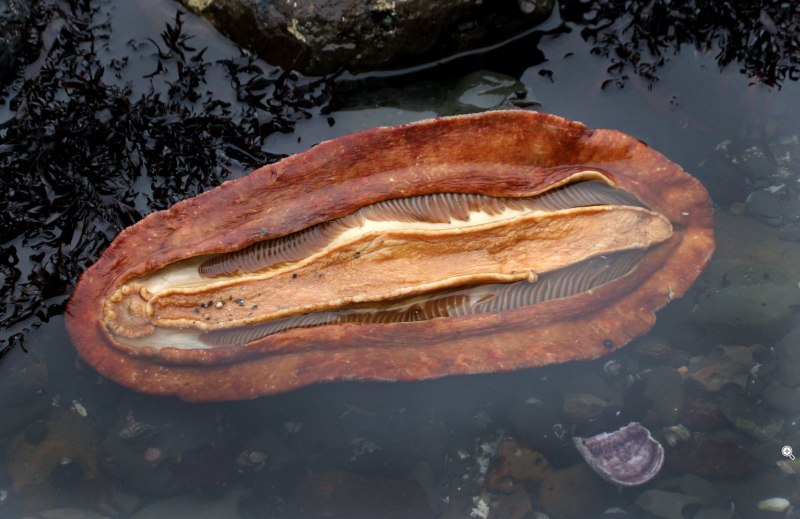 Криптохитон Стеллера (Cryptochiton stelleri)