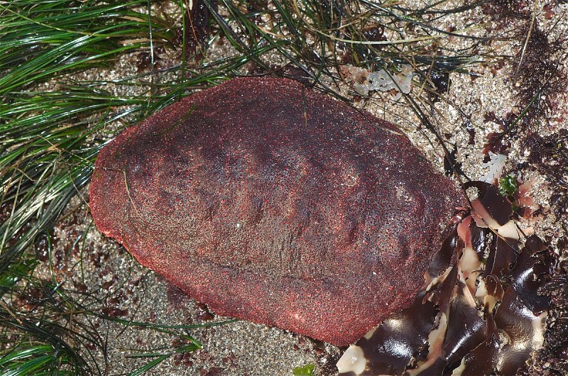 Криптохитон Стеллера (Cryptochiton stelleri)