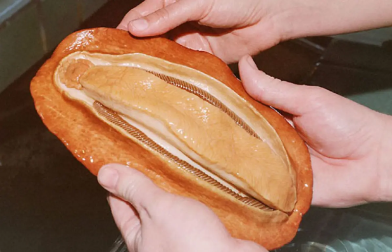 Криптохитон Стеллера (Cryptochiton stelleri)