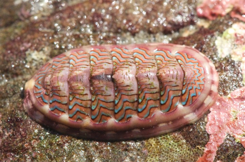 Криптохитон Стеллера (Cryptochiton stelleri)