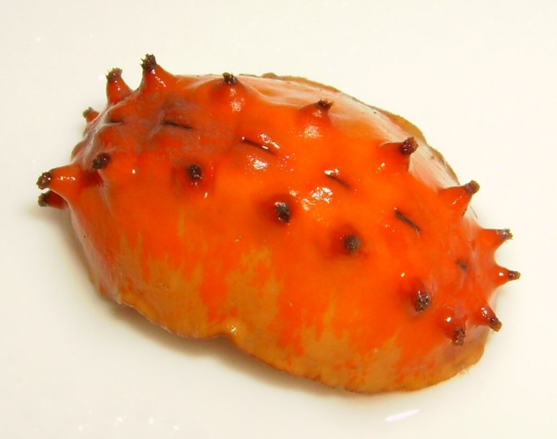 Отряд Chitonida