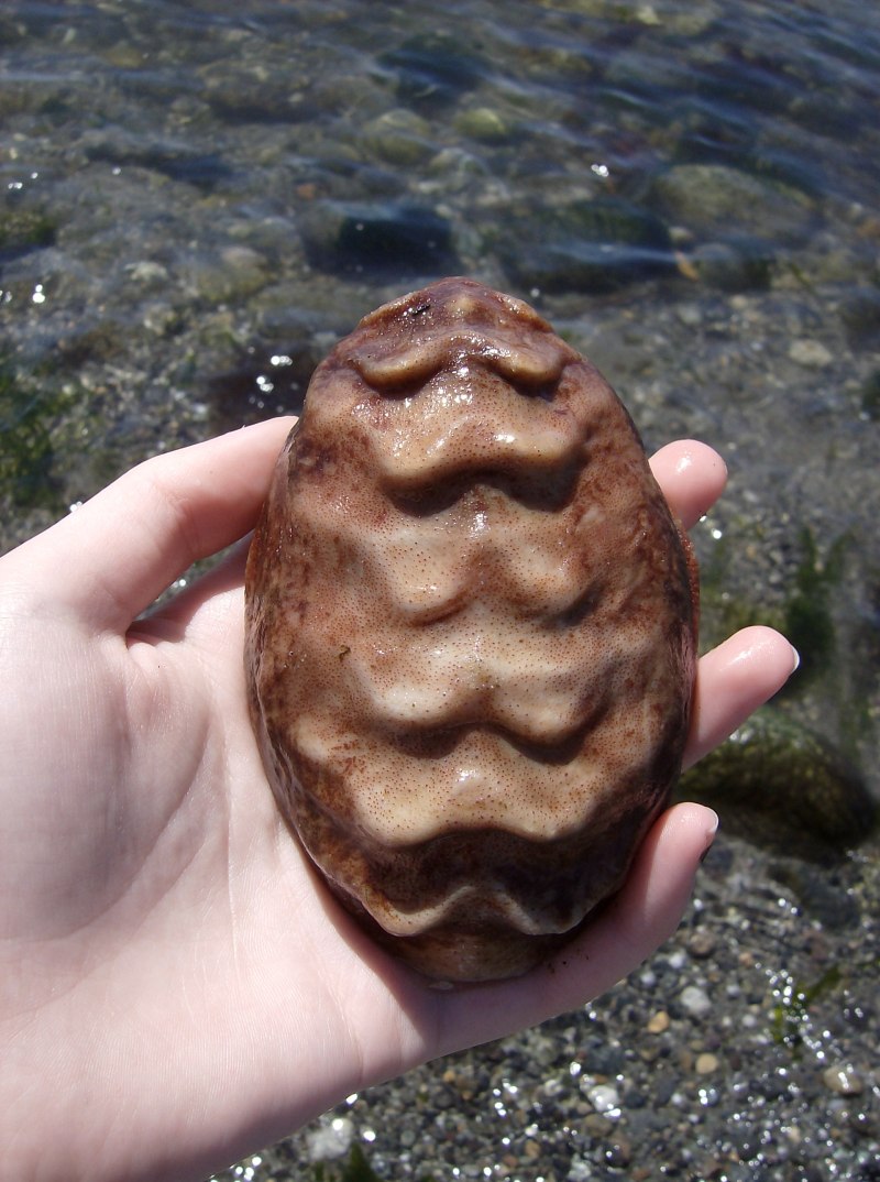 Криптохитон Стеллера (Cryptochiton stelleri)
