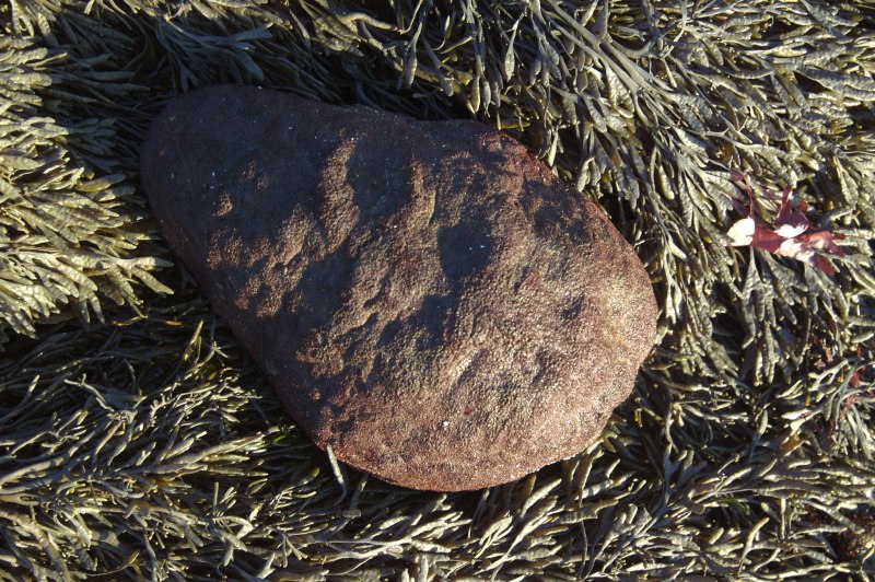 Криптохитон Стеллера (Cryptochiton stelleri)