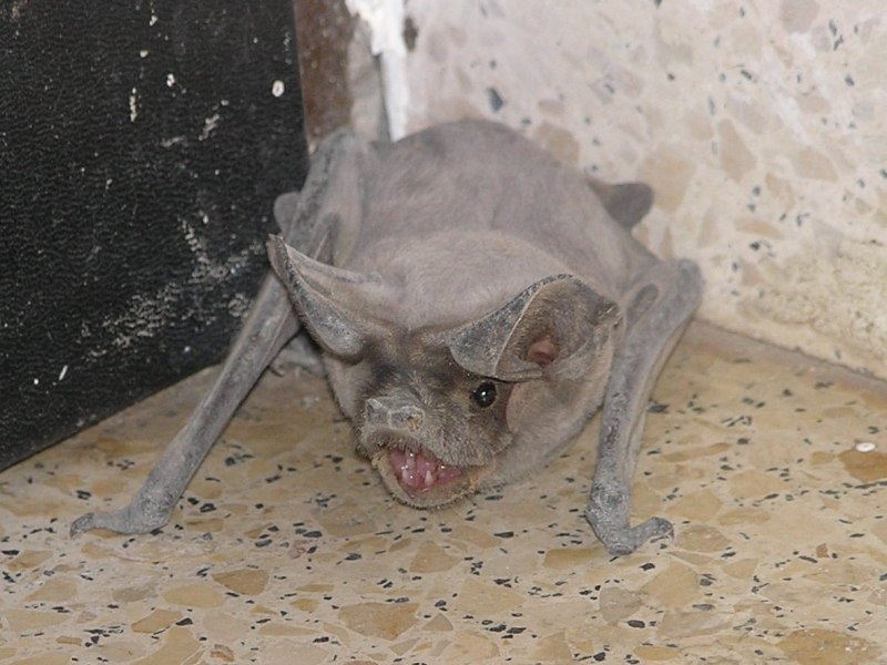 Tadarida teniotis