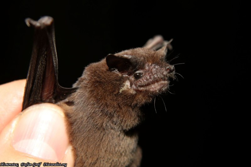 Mormopterus minutus.