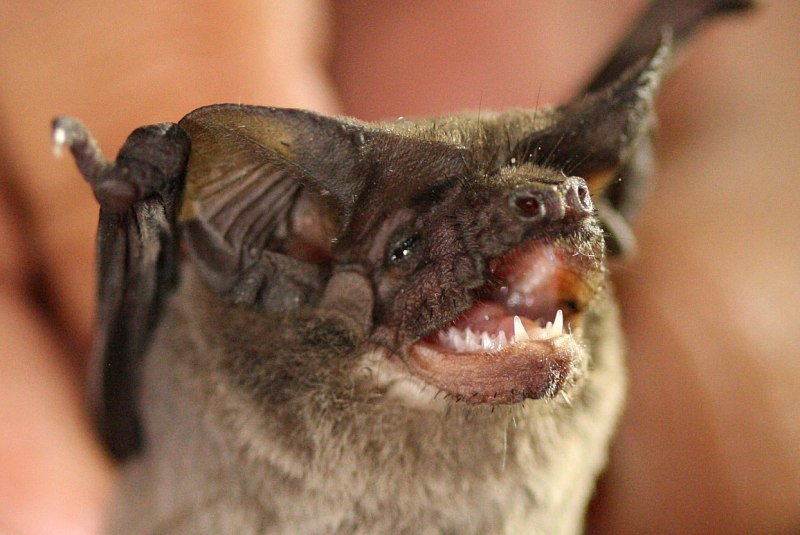 Tadarida Brasiliensis