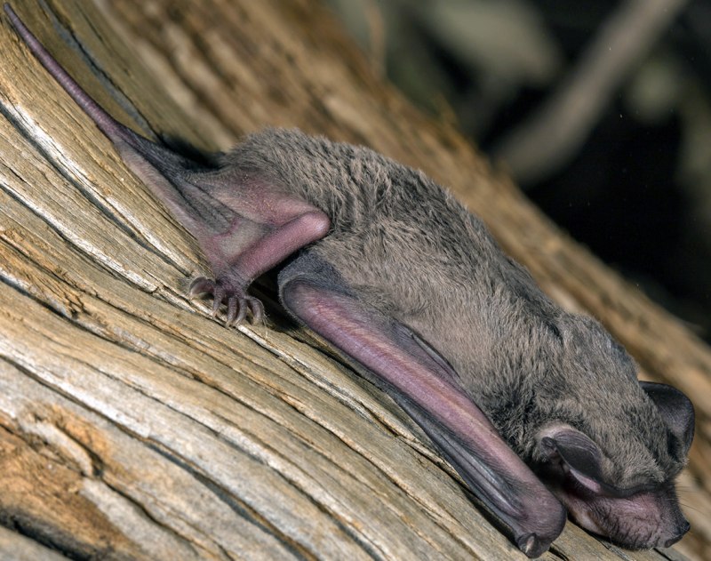 Mormopterus minutus.