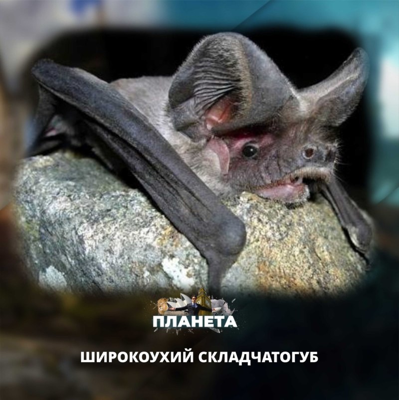 Половой член летучей мыши