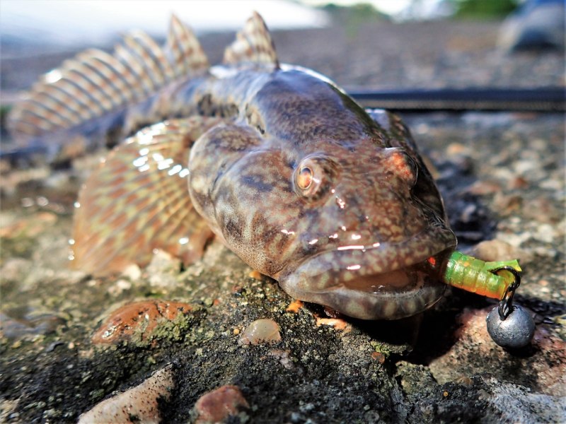 Рыба бычок морской Дальневосточный