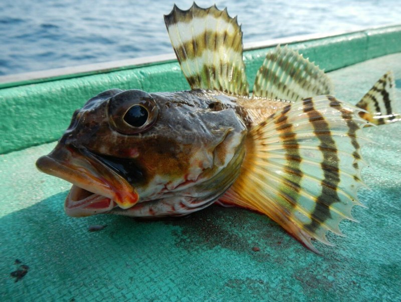 Морской бычок черное море
