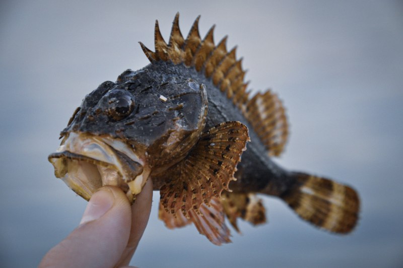 Скорпена рыба черного моря