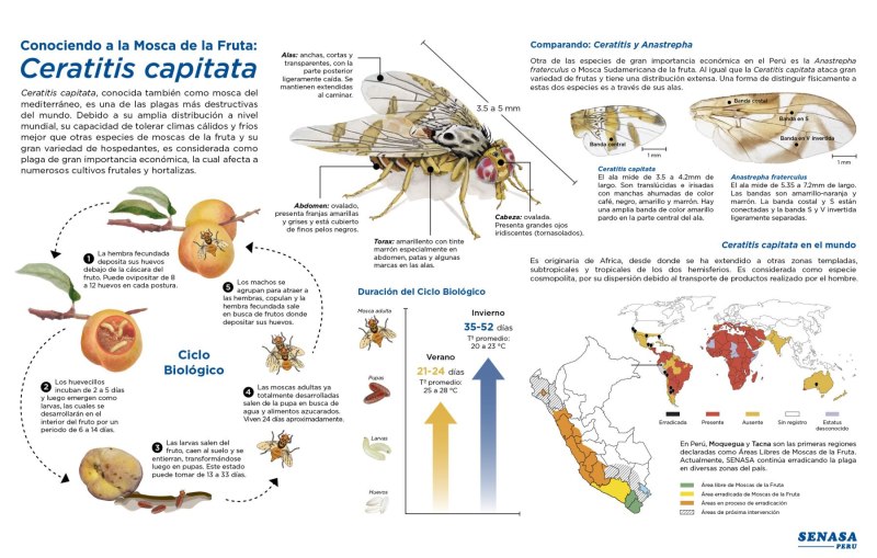 Средиземноморская плодовая Муха Ceratitis capitata Wied.