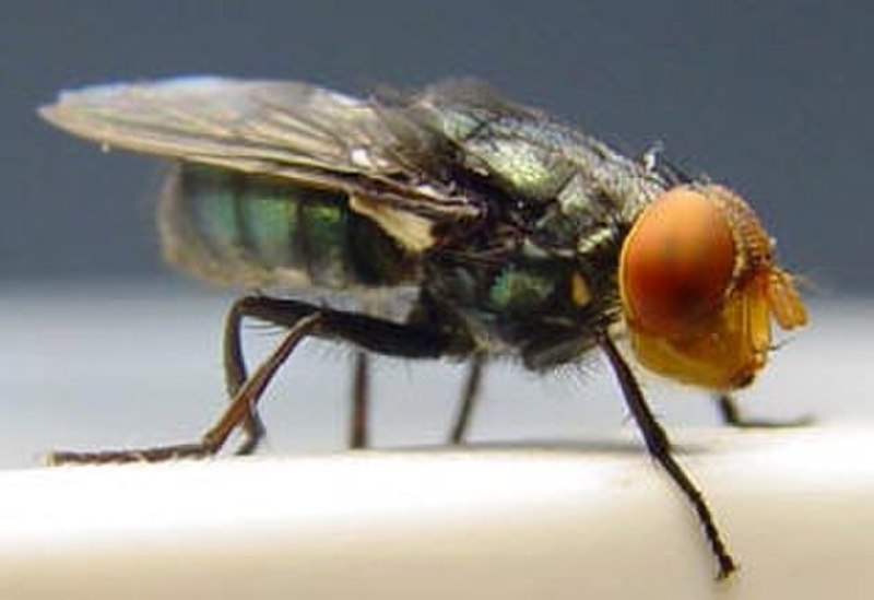 Мясная Муха Cochliomyia hominivorax личинки