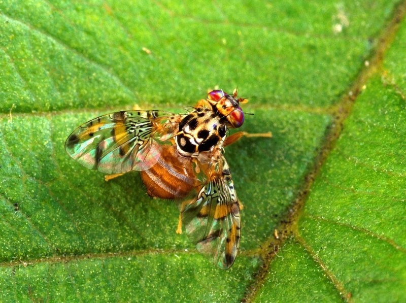 Средиземноморская плодовая Муха Ceratitis capitata (Wiedemann)