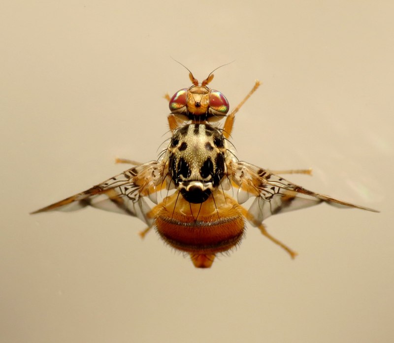 Ceratitis capitata HD