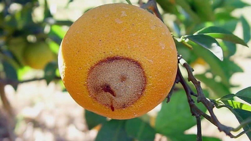 Средиземноморская плодовая Муха Ceratitis capitata Wied.