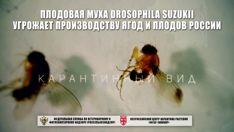 Учёный Муха