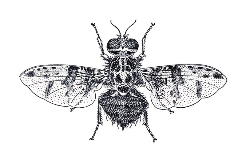 Ceratitis Rosa