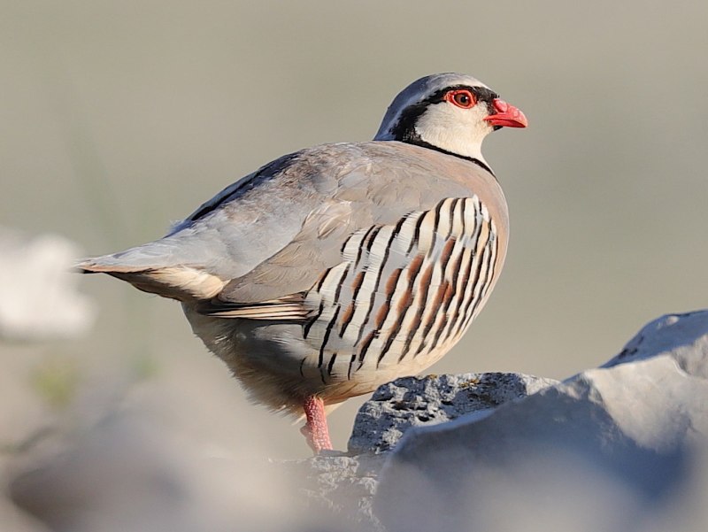Alectoris Graeca