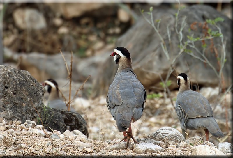 Arabian Partridge