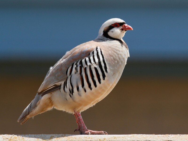 Chukar Partridge