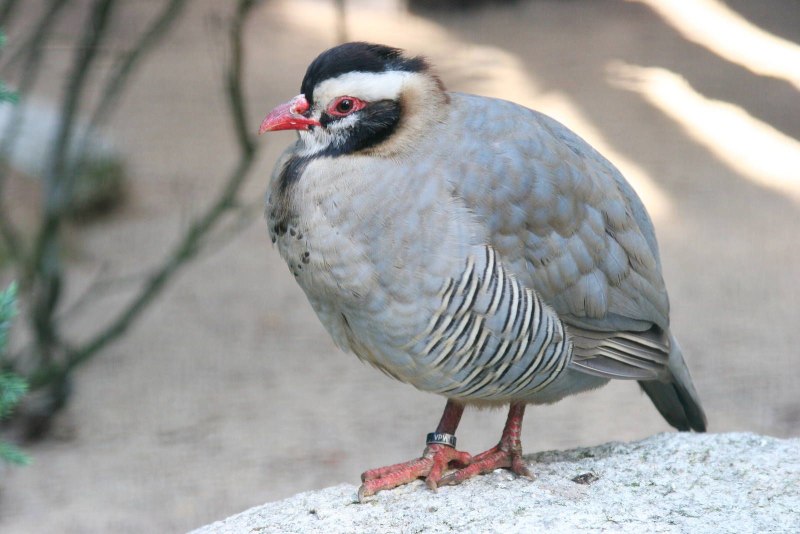 Alectoris melanocephala