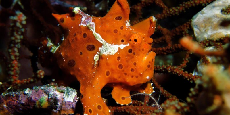 Frogfish рыба