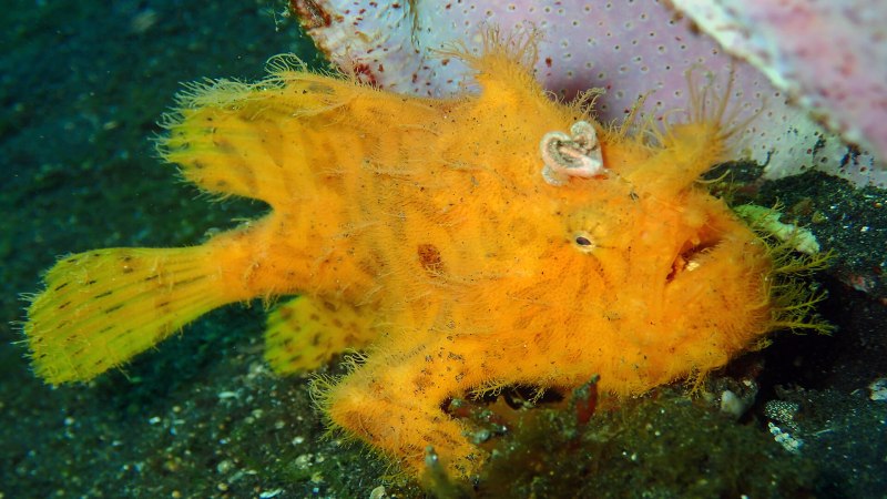 Frogfish рыба