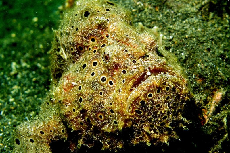 Рыба-лягушка Aptocyclus ventricosus