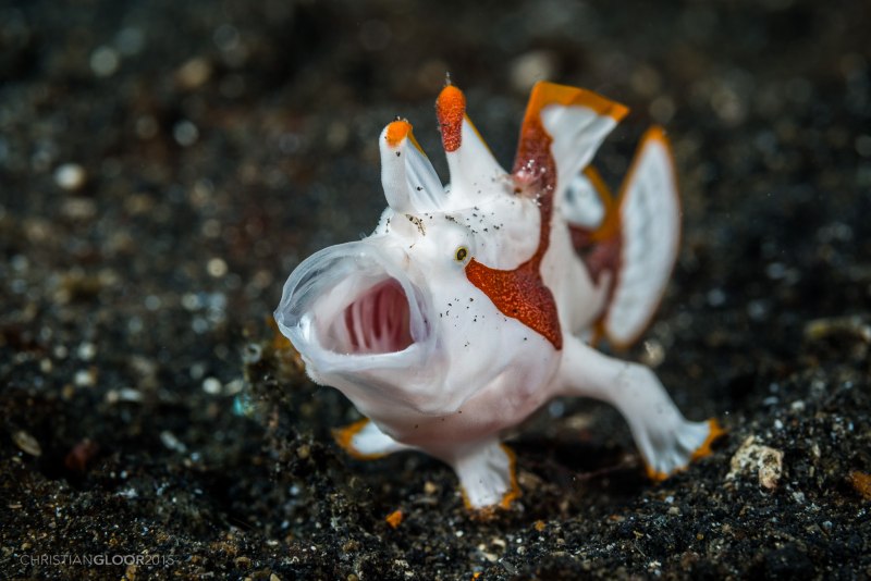 Limacus maculatus