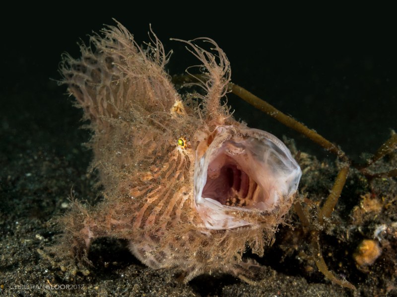 Antennarius striatus