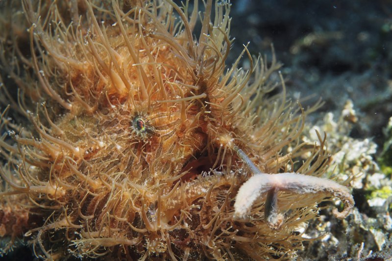 Frogfish, Antennarius striatus