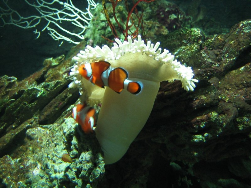 Морской клоун