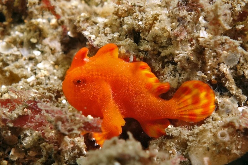 Antennarius pictus