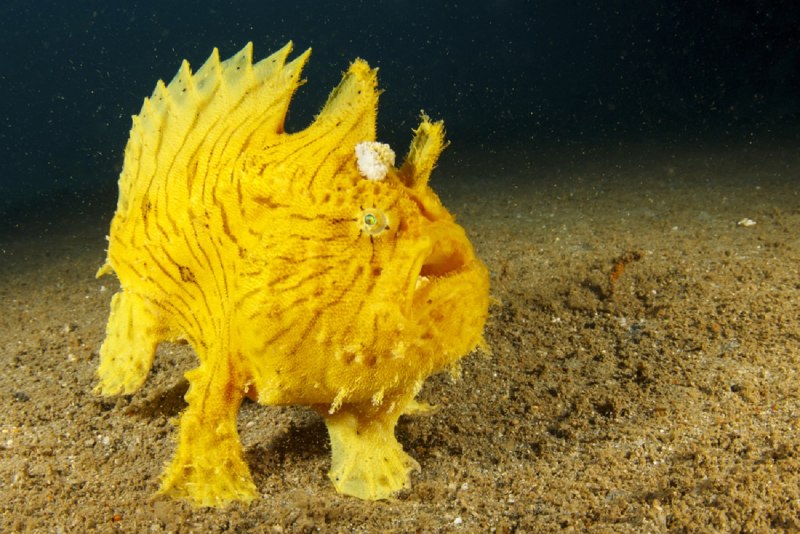 Морской клоун рыба удильщик