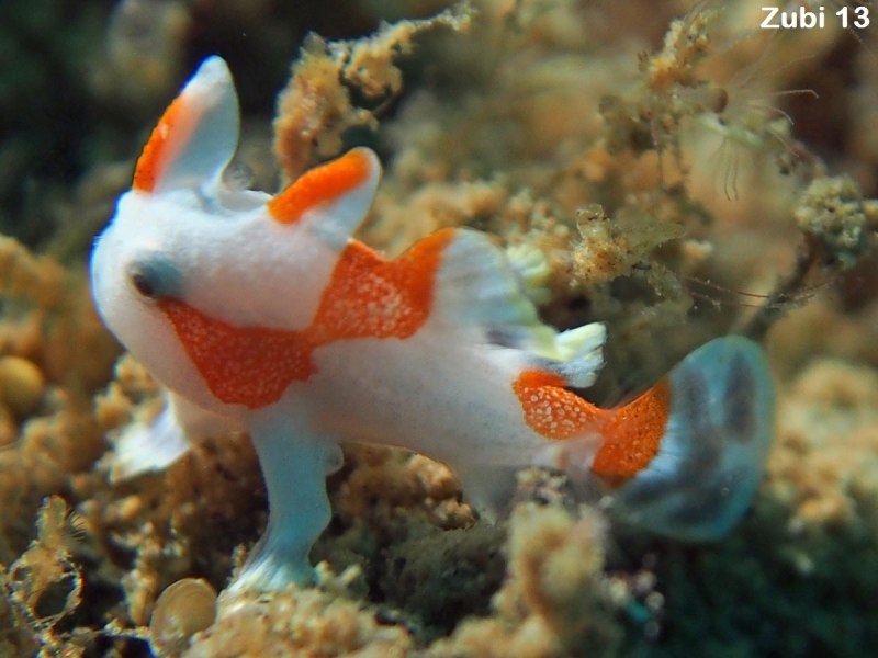 Рыба-клоун бородавчатая s/Antennarius maculatus 3-5см