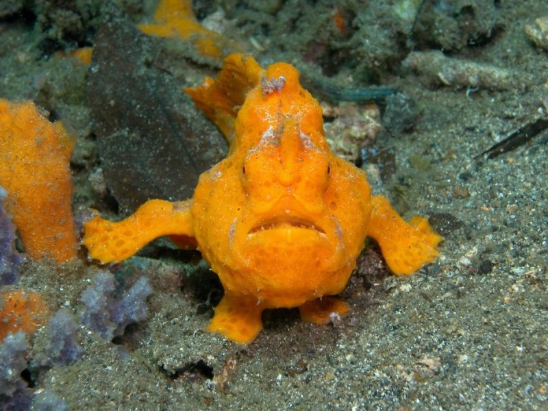Antennarius coccineus