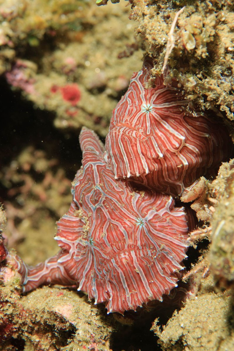 Psychedelic Frogfish