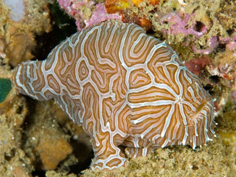 Рыба-лягушка Aptocyclus ventricosus
