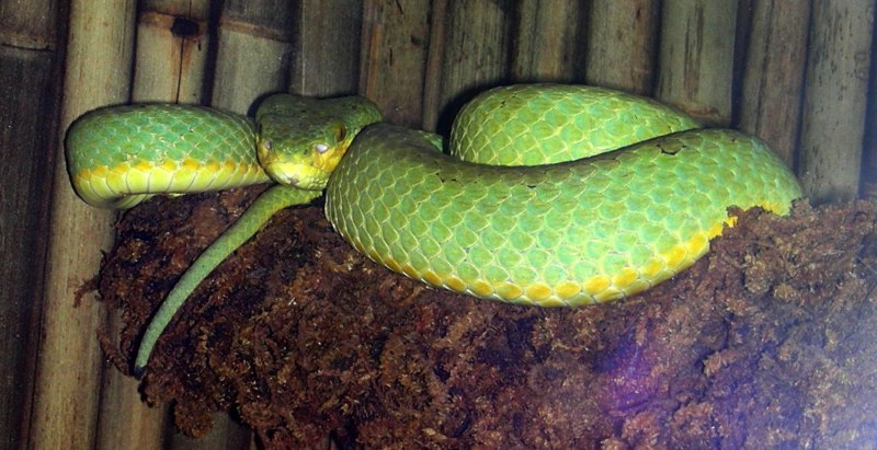 Trimeresurus gramineus