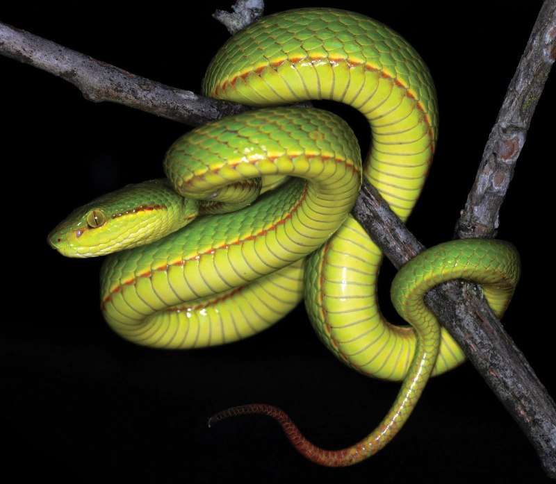 Trimeresurus Salazar