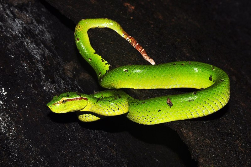 Tropidolaemus wagleri