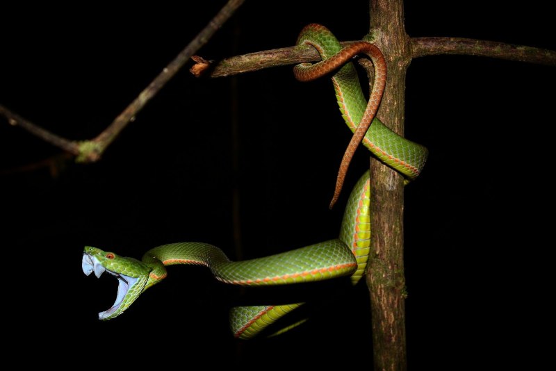 Trimeresurus andalasensis