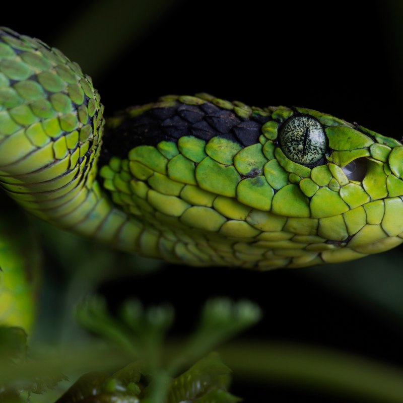 Yellow blotched Palm-Pit Viper