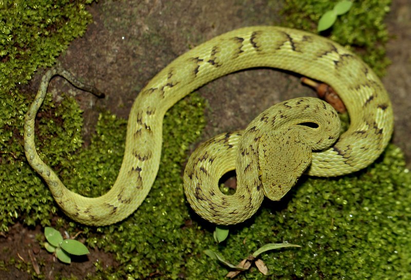 Trimeresurus gramineus