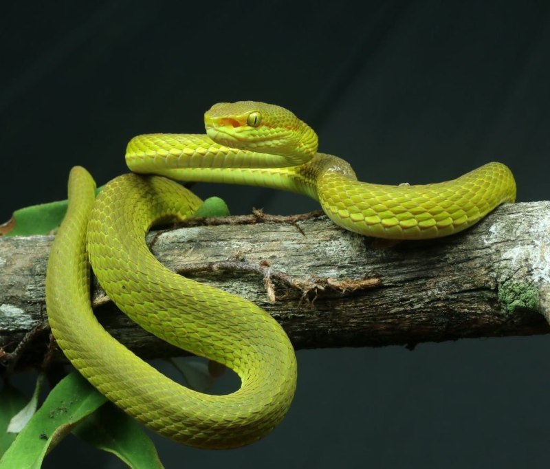 Trimeresurus Salazar змея