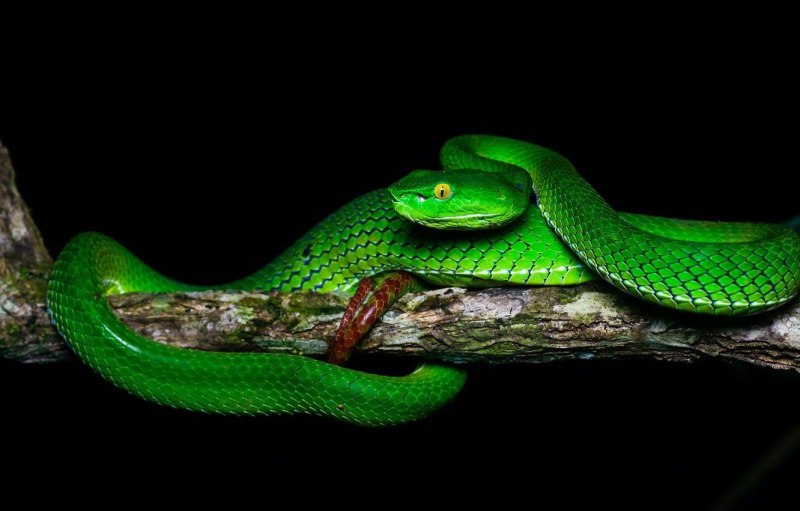 Trimeresurus gumprechti