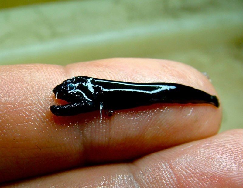 Black Dragonfish рыба