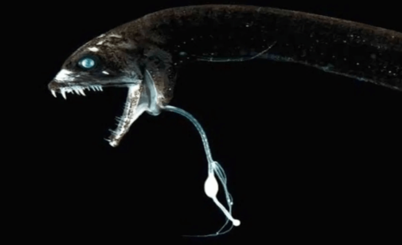 Черная рыба-дракон (Dragonfish)