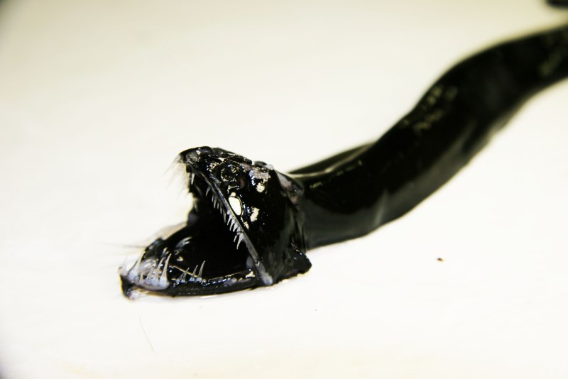 Black Dragonfish